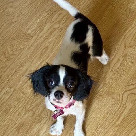Enlarge Mushu, a Adopted mixed breed in Crystal, MN image 4/5