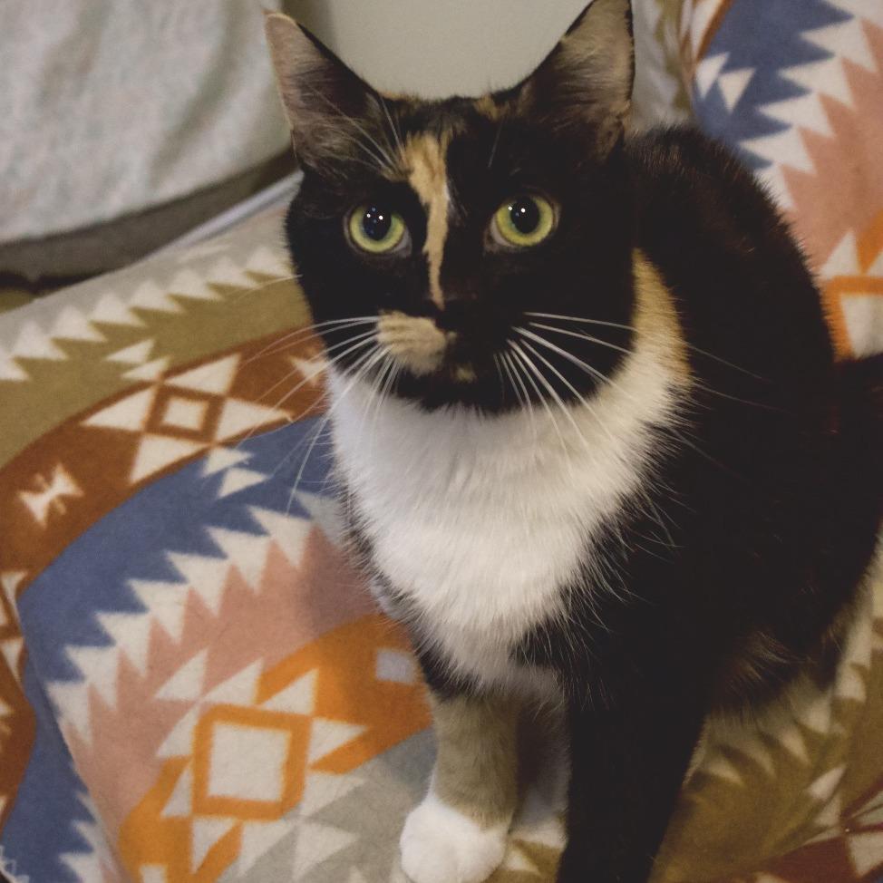 Sissy, a Adoptable Domestic Short Hair in East Smithfield , PA image 1/6