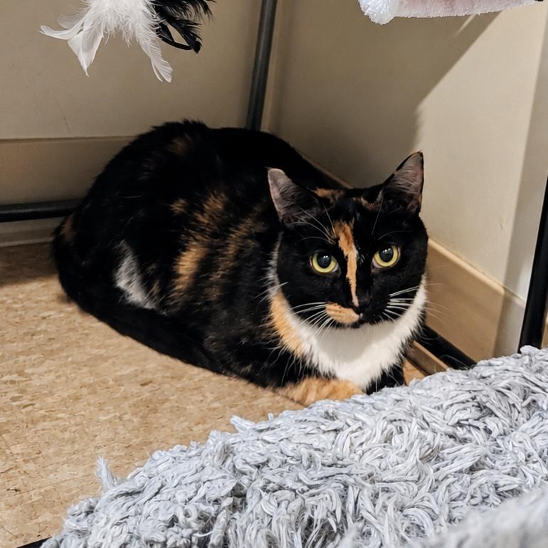 Sissy, a Adoptable Domestic Short Hair in East Smithfield , PA image 2/6