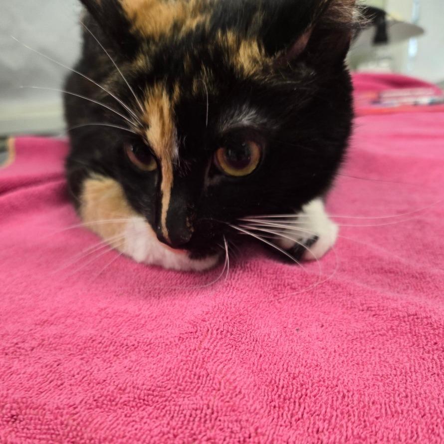 Sissy, a Adoptable Domestic Short Hair in East Smithfield , PA image 3/6