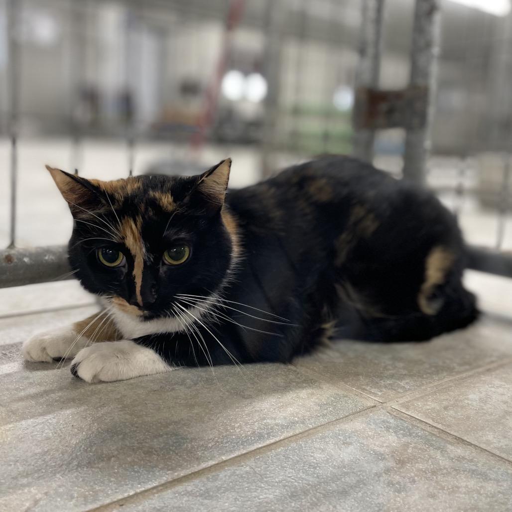 Sissy, a Adoptable Domestic Short Hair in East Smithfield , PA image 5/6