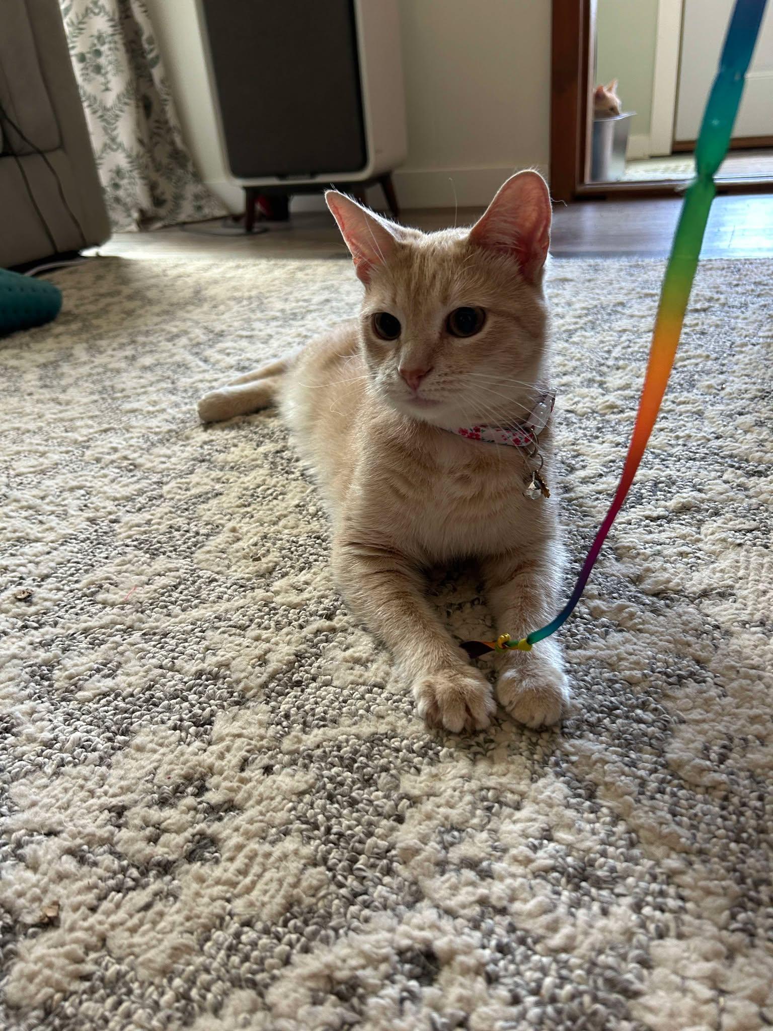 Tart, a Adoptable Domestic Short Hair image 2/3