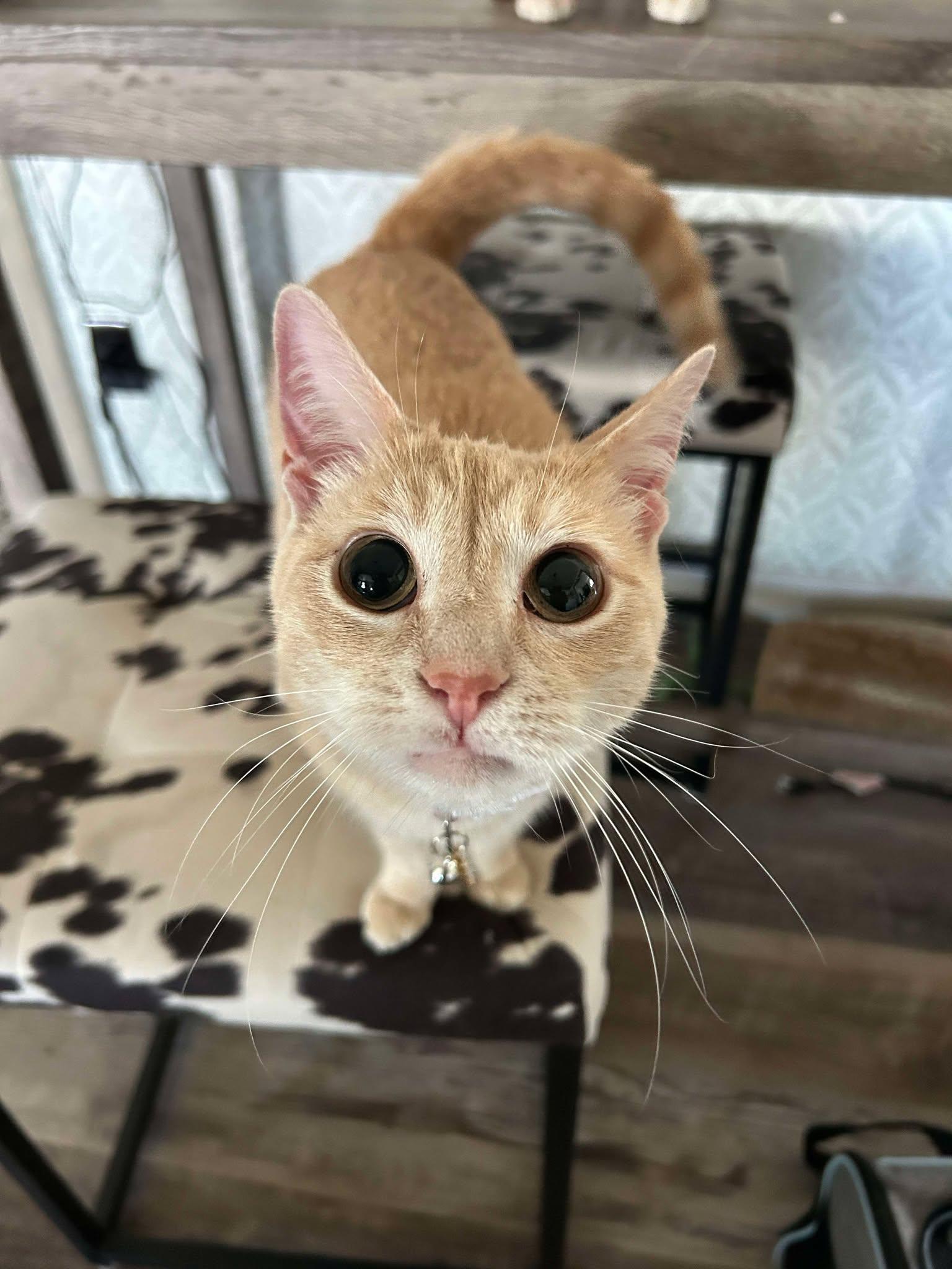 Tart, a Adoptable Domestic Short Hair image 3/3