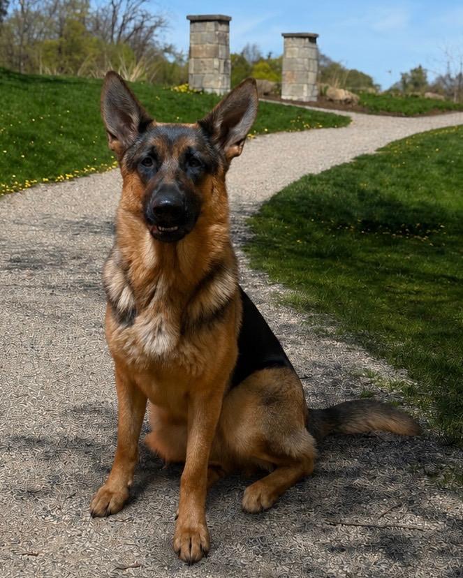 Acey, a Adoptable German Shepherd Dog in West Bloomfield, MI image 1/4