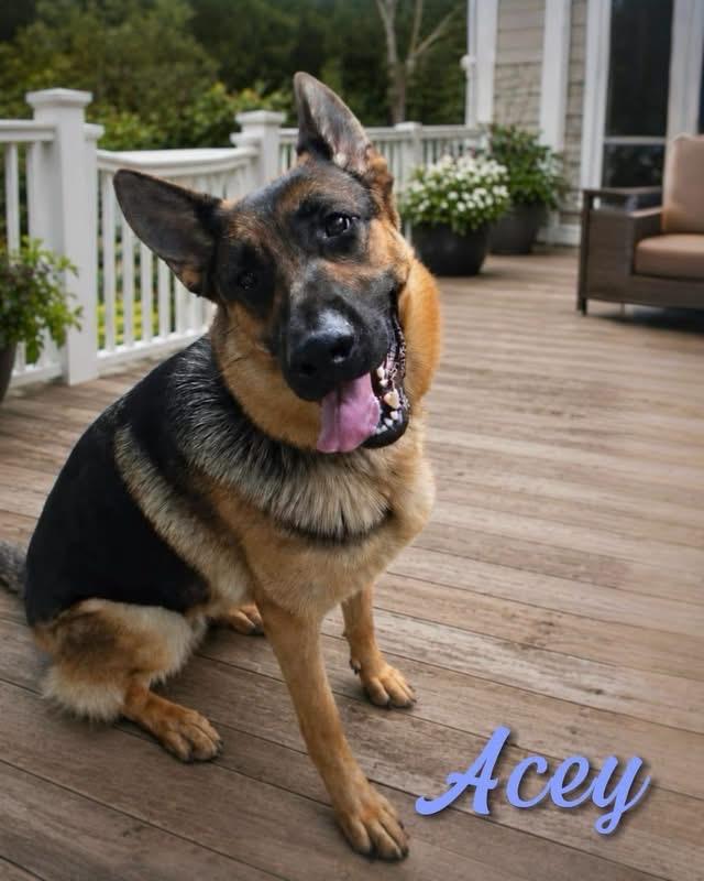 Acey, a Adoptable German Shepherd Dog in West Bloomfield, MI image 2/4