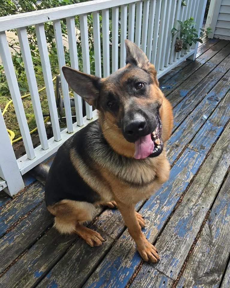 Acey, a Adoptable German Shepherd Dog in West Bloomfield, MI image 3/4
