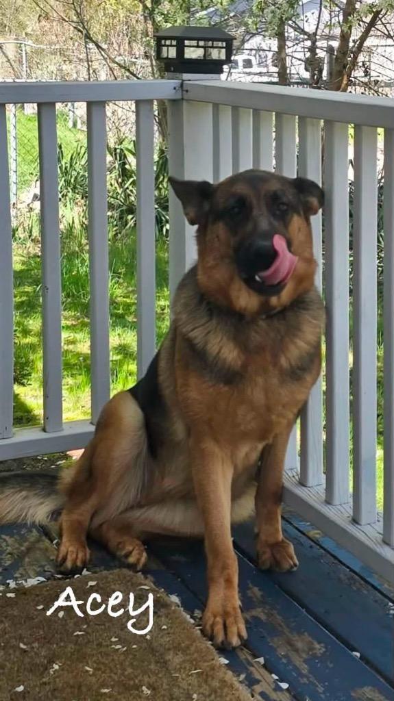 Acey, a Adoptable German Shepherd Dog in West Bloomfield, MI image 4/4