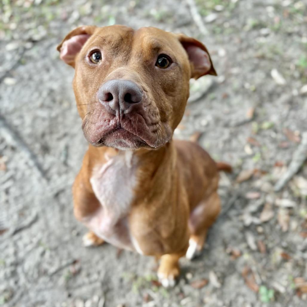 Enlarge Turtle, a Adoptable Mixed Breed in Milton, FL image 1/1