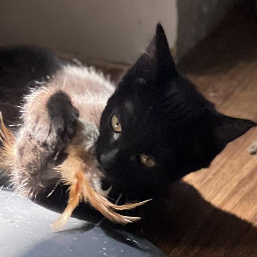 Sugarbeet, a Adoptable Domestic Short Hair in Laramie, WY image 1/2