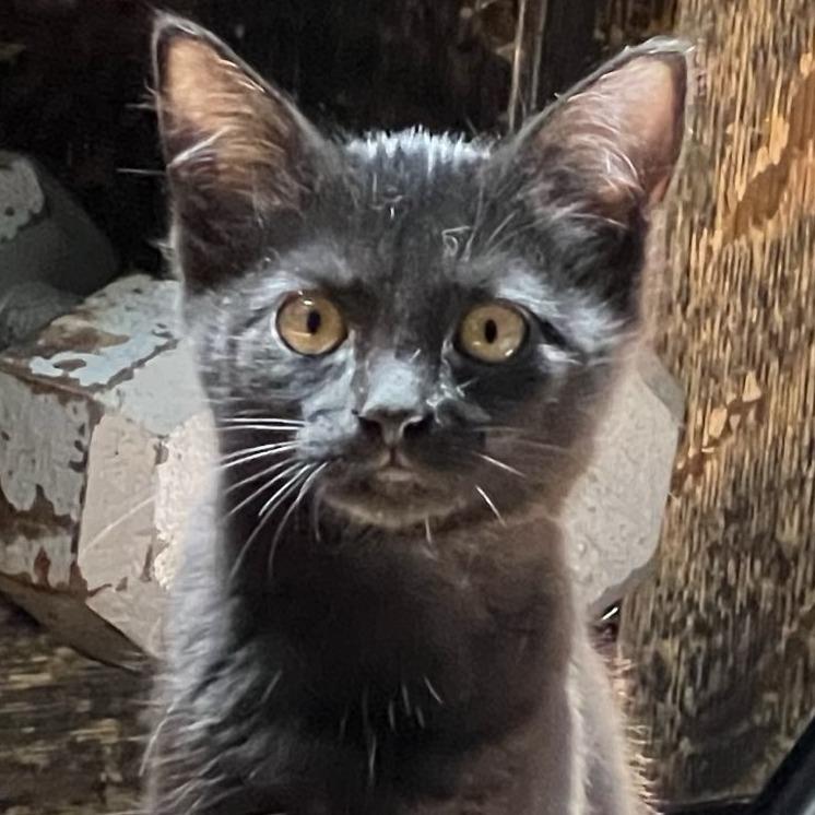 Sugarbeet, a Adoptable Domestic Short Hair in Laramie, WY image 2/2