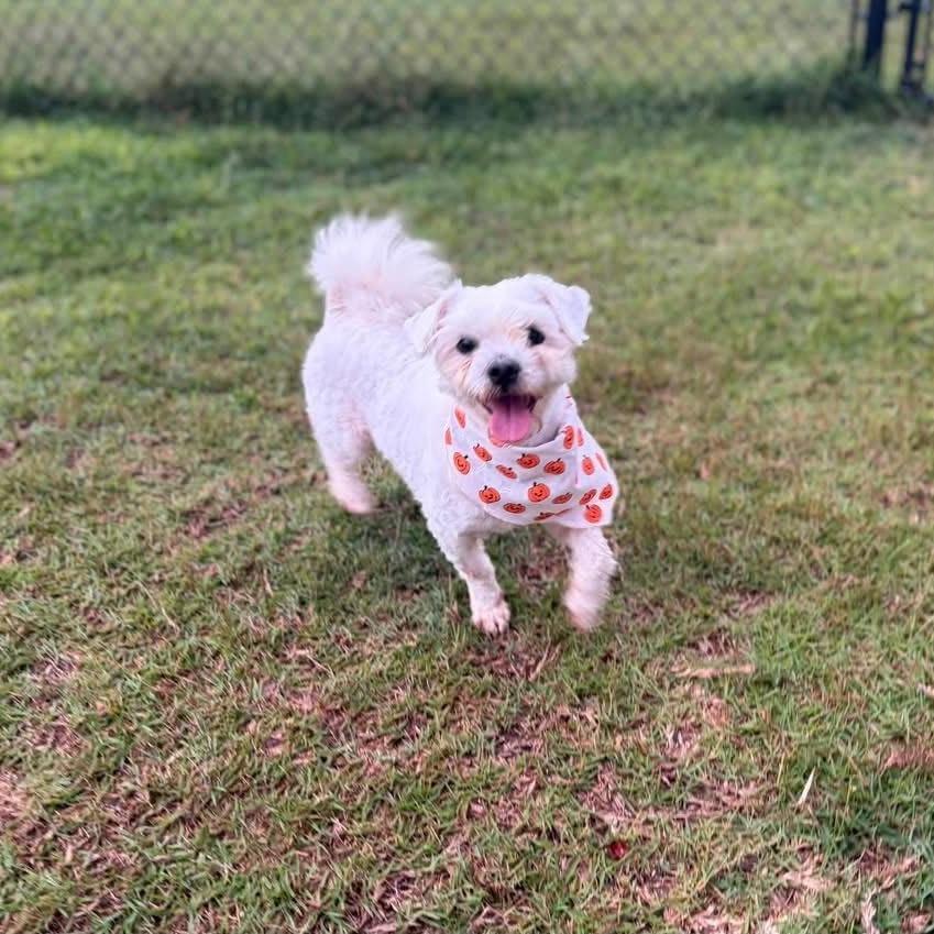 Casper, Adoptable, Adult Male Maltese & Bichon Frise.