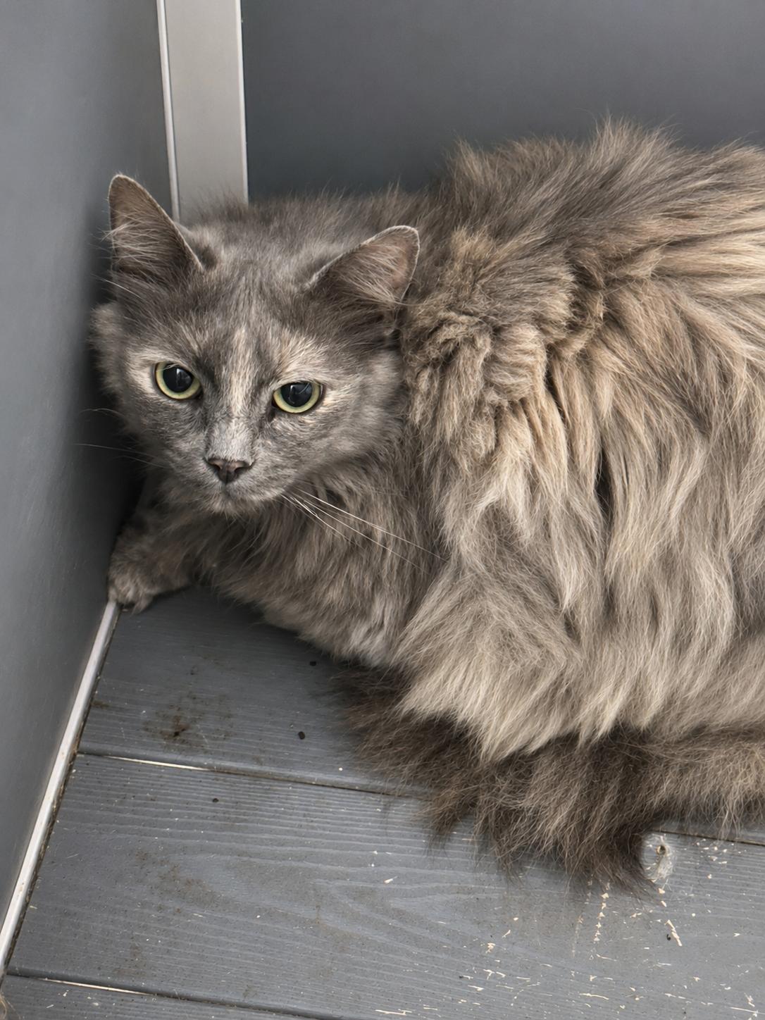 Barn Cats, a ADOPTABLE mixed breed in Meherrin, VA image 6/6