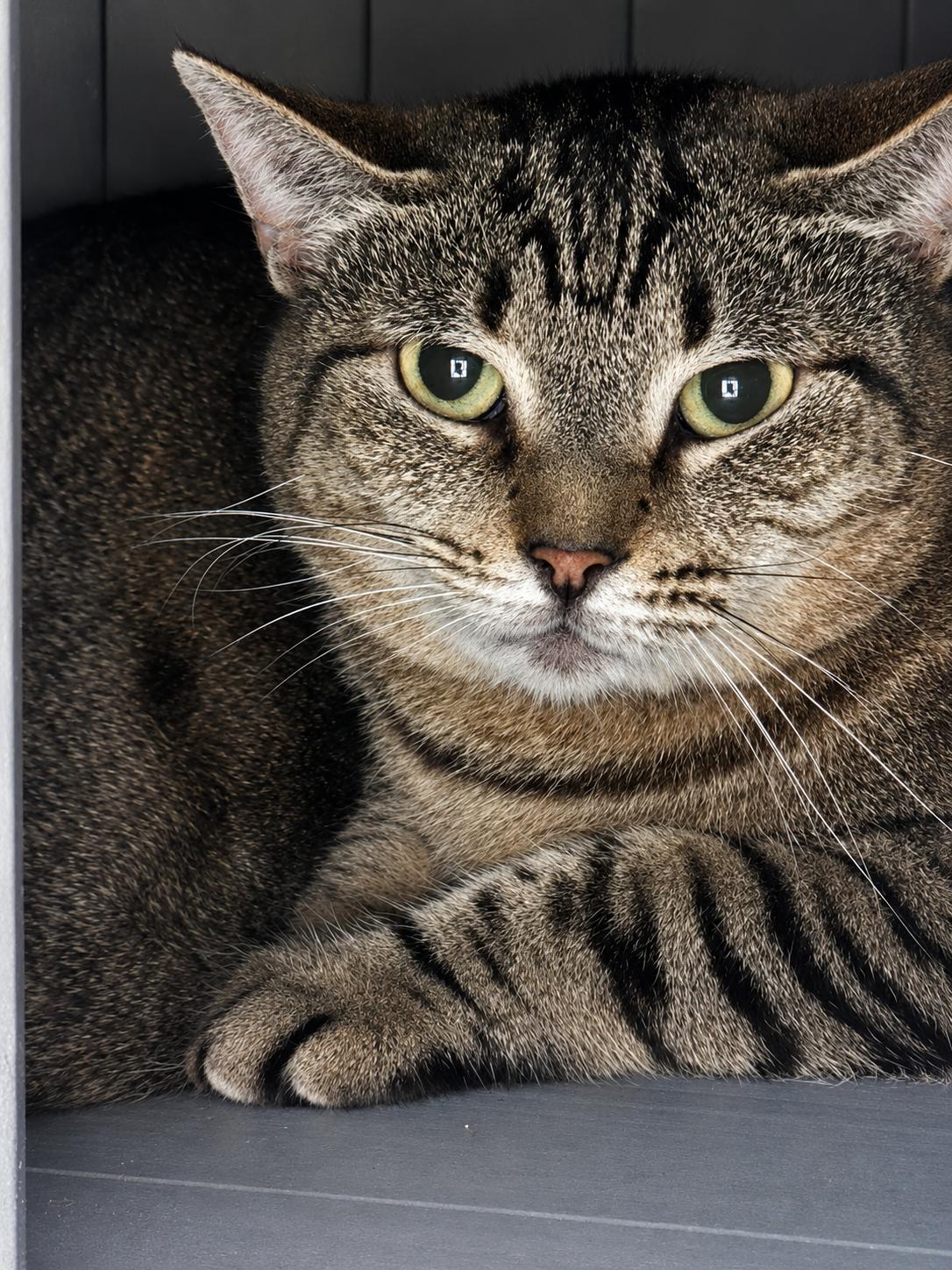 Barn Cats, a ADOPTABLE mixed breed in Meherrin, VA image 5/6