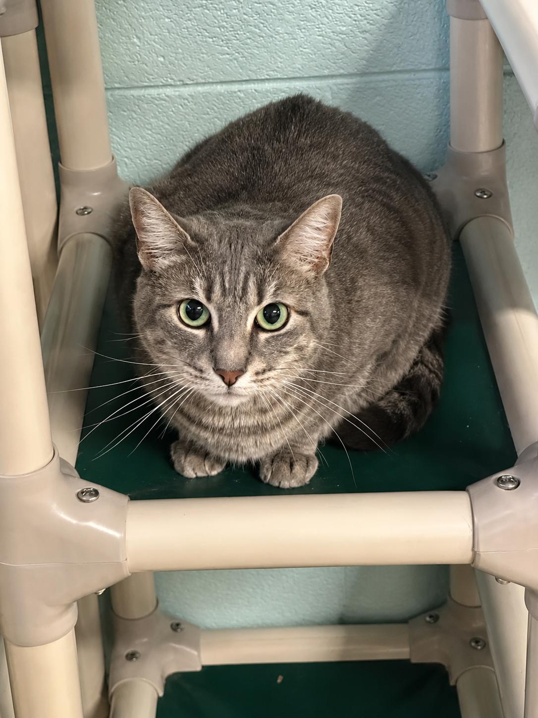 Barn Cats, a ADOPTABLE mixed breed in Meherrin, VA image 4/6