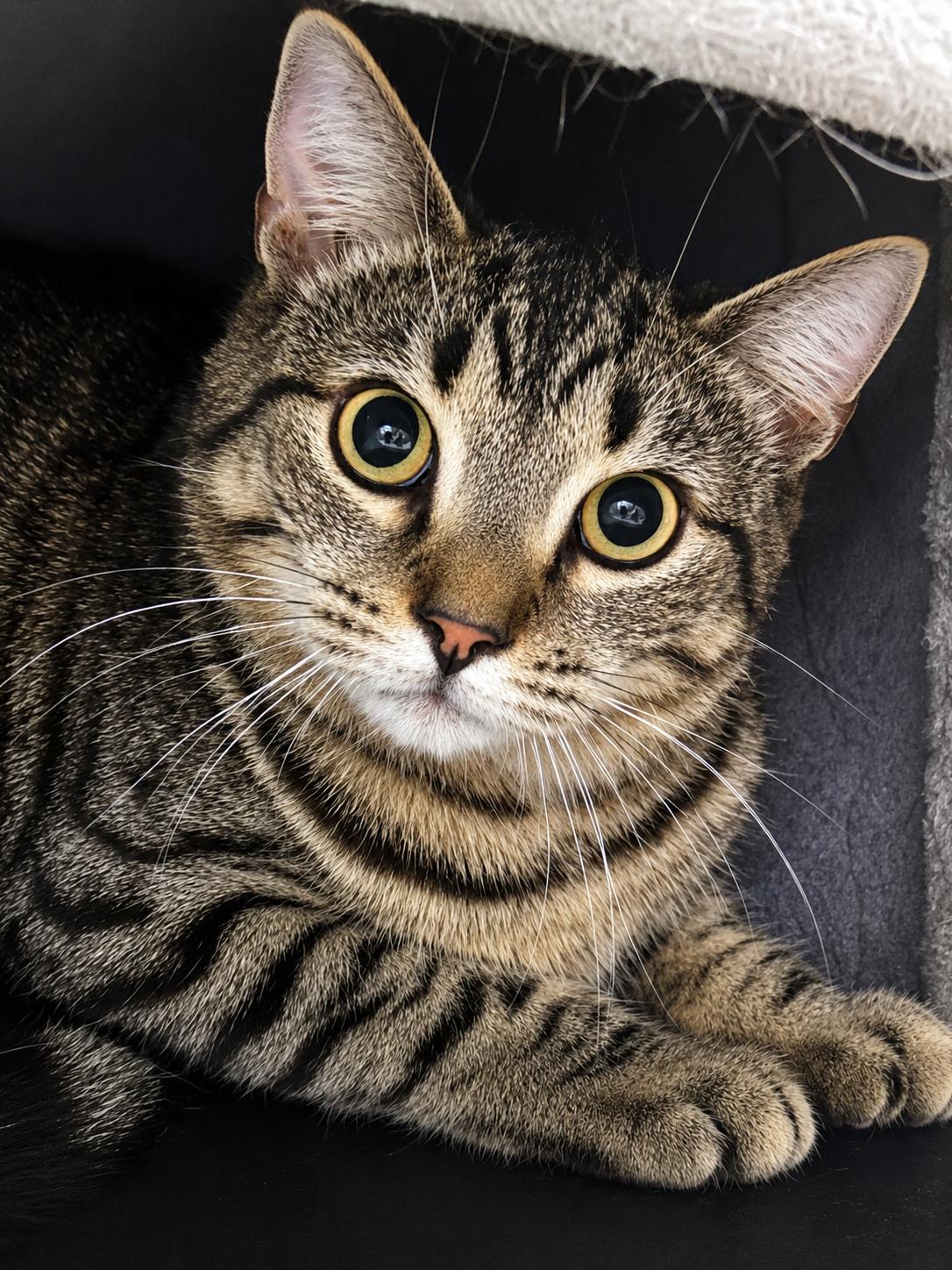 Barn Cats, a ADOPTABLE mixed breed in Meherrin, VA image 3/6
