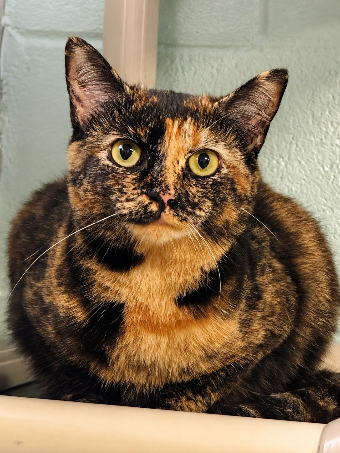 Barn Cats, a ADOPTABLE mixed breed in Meherrin, VA image 2/6