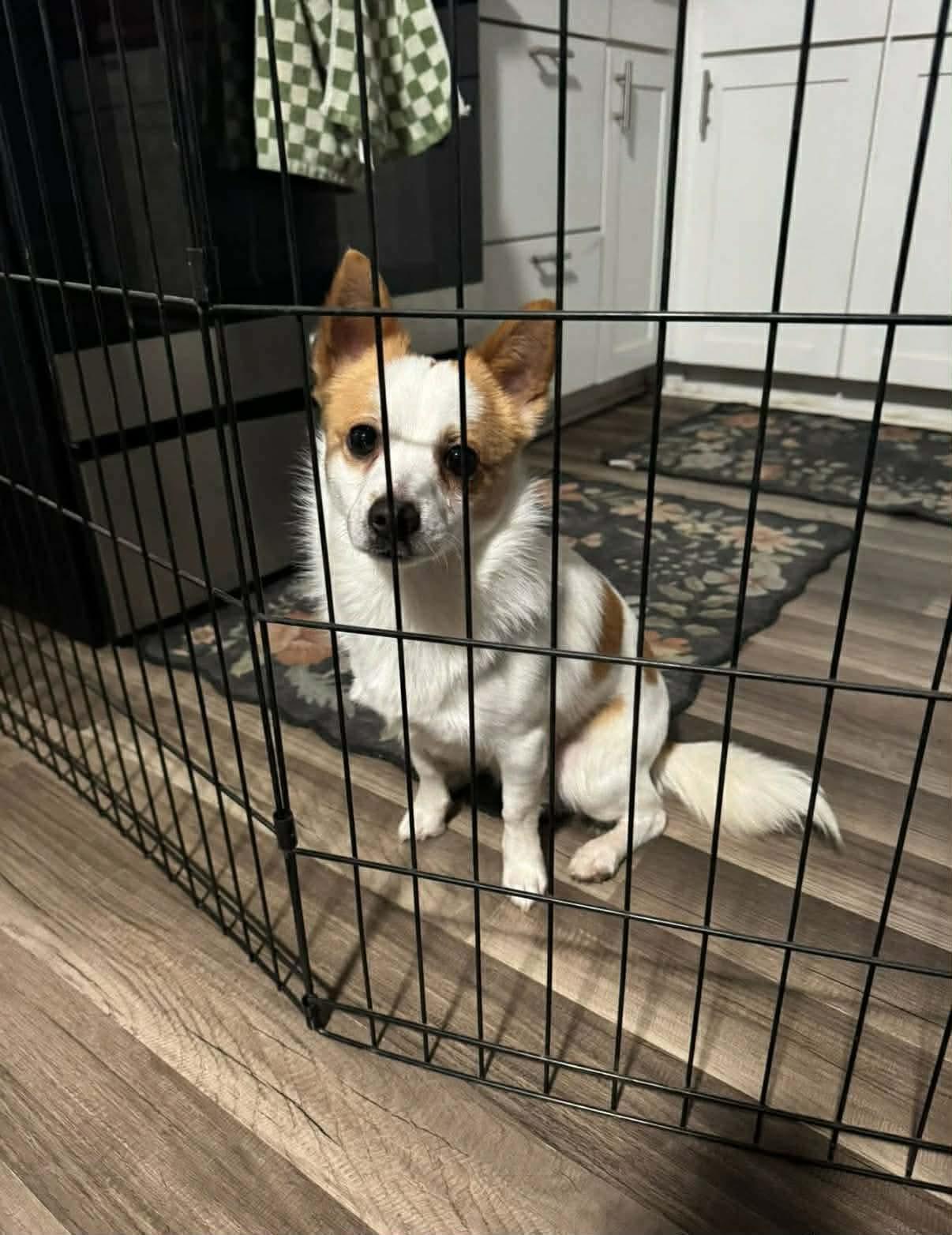 Enlarge Murphy, an adopted mixed breed in Dayton, OH image 1/2