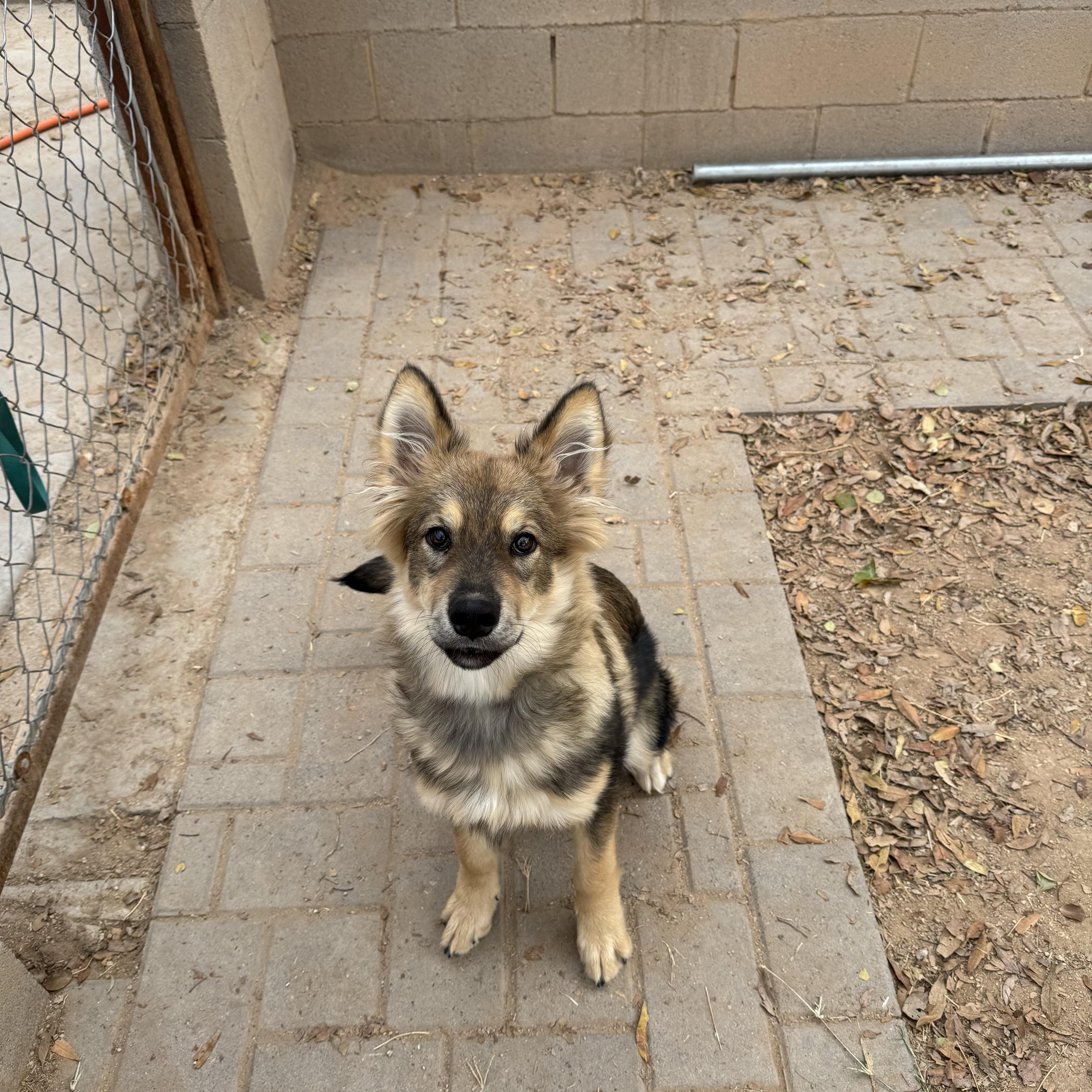 Enlarge Zuko, an adopted mixed breed in Phoenix, AZ image 2/5
