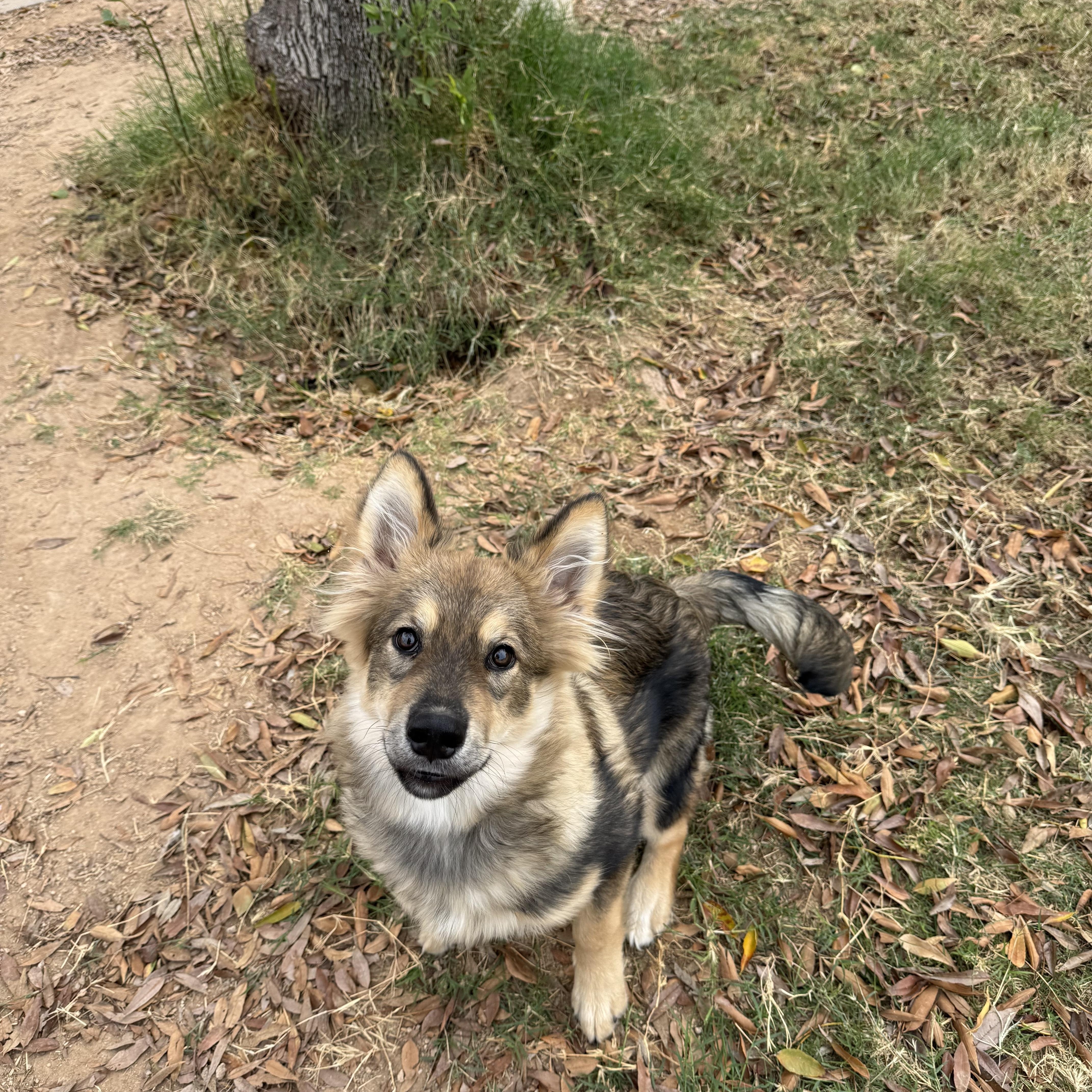 Enlarge Zuko, an adopted mixed breed in Phoenix, AZ image 3/5