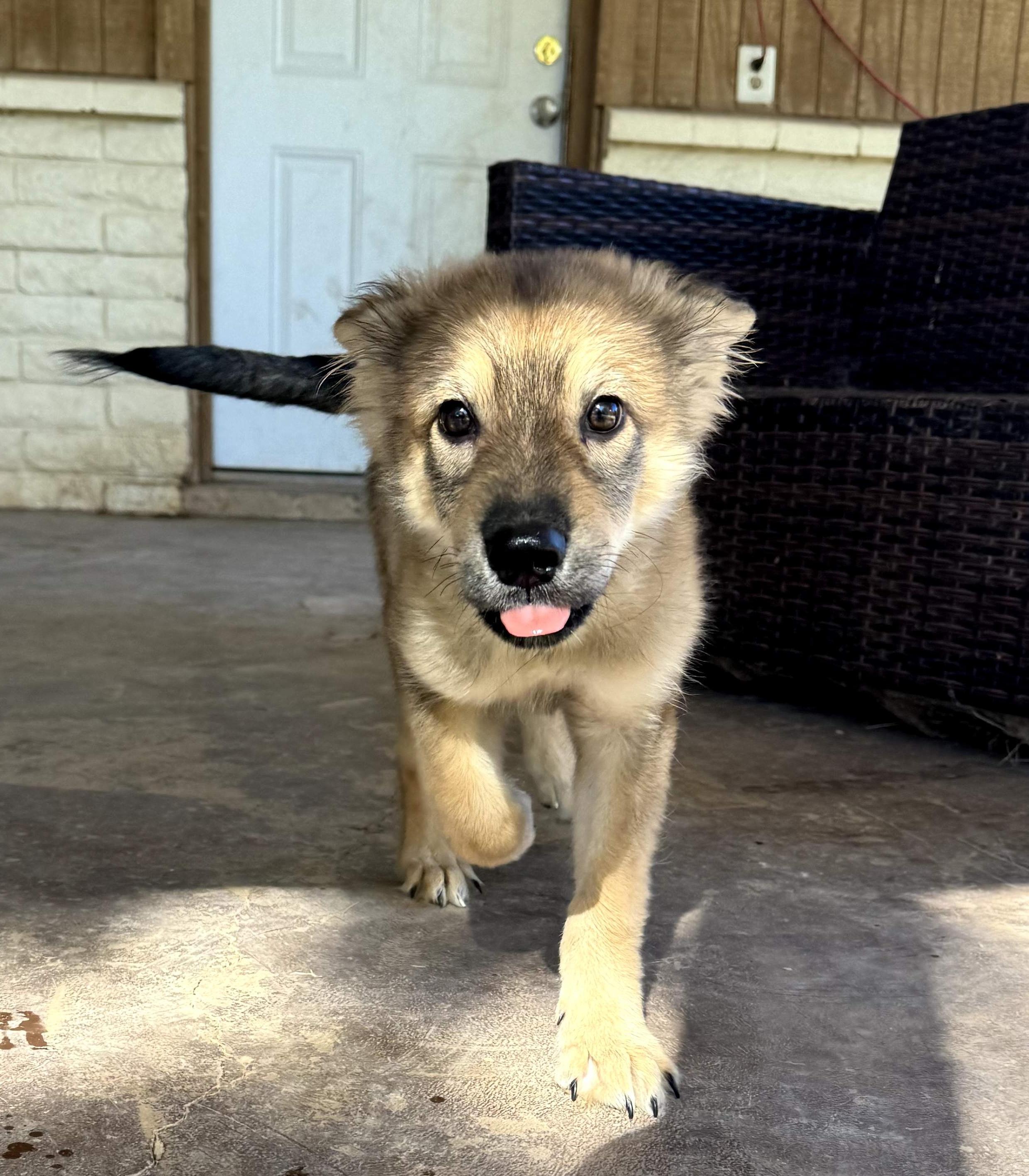 Enlarge Zuko, an adopted mixed breed in Phoenix, AZ image 1/5