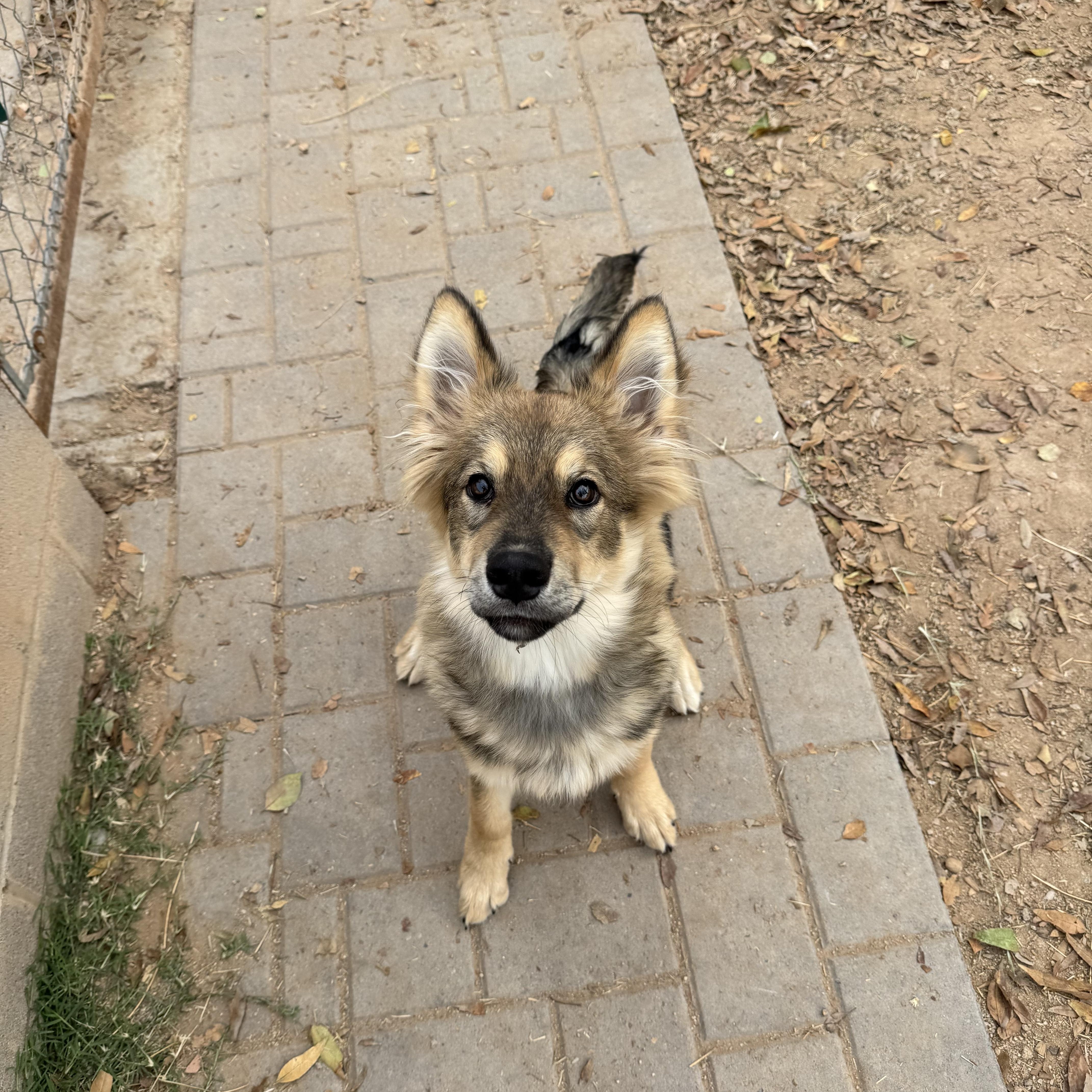 Enlarge Zuko, an adopted mixed breed in Phoenix, AZ image 4/5