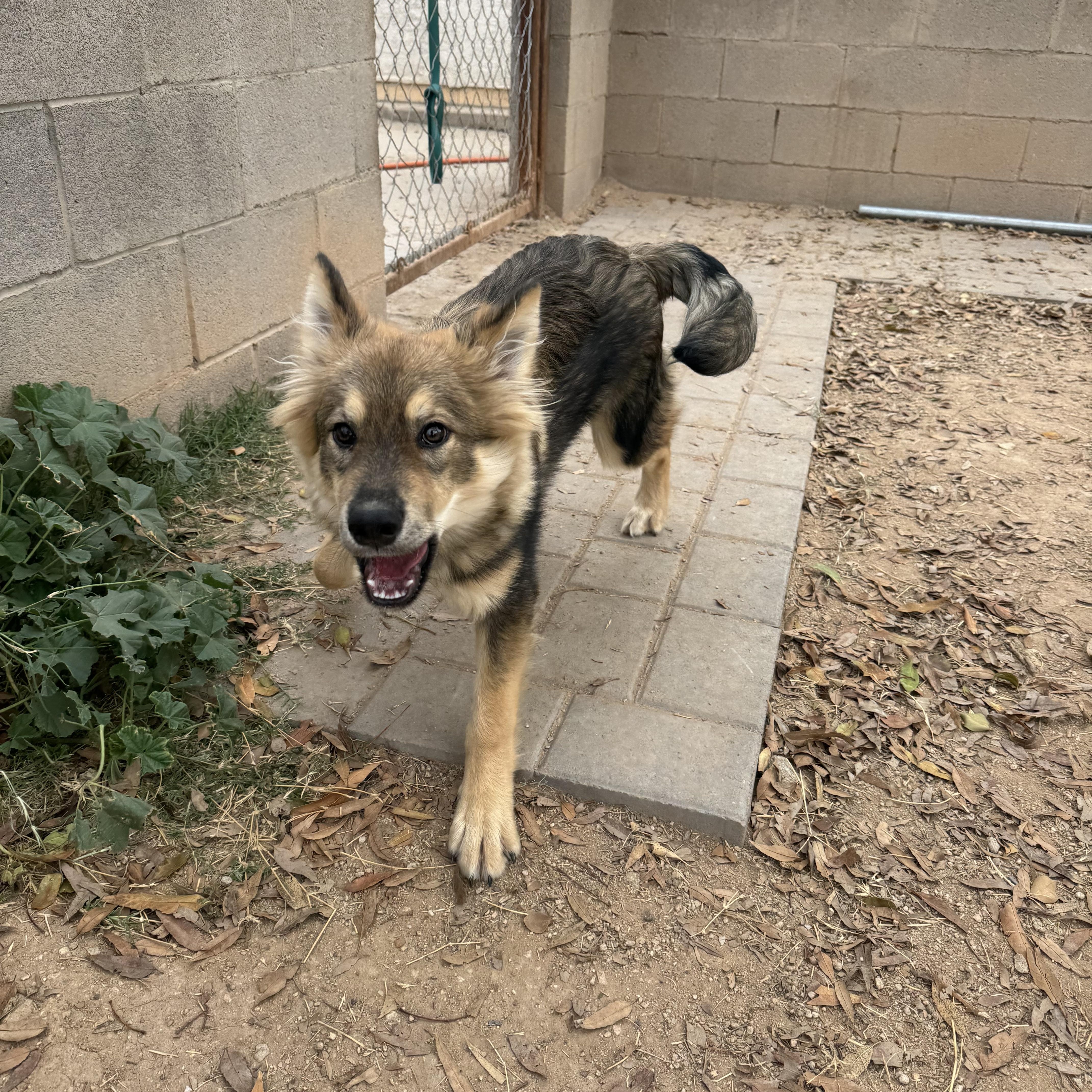 Enlarge Zuko, an adopted mixed breed in Phoenix, AZ image 5/5