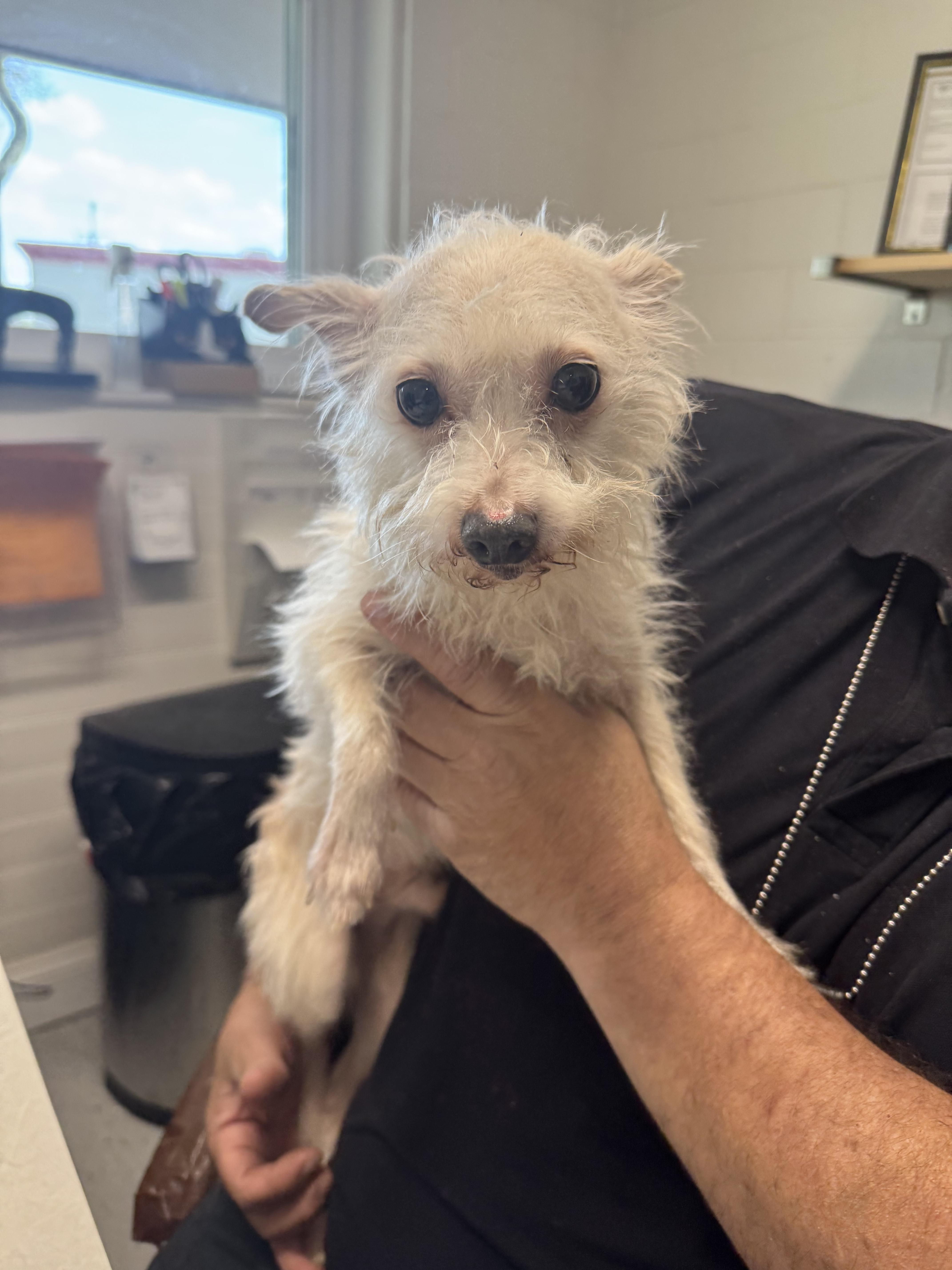 Linguine , ADOPTABLE, Senior Male Chihuahua.