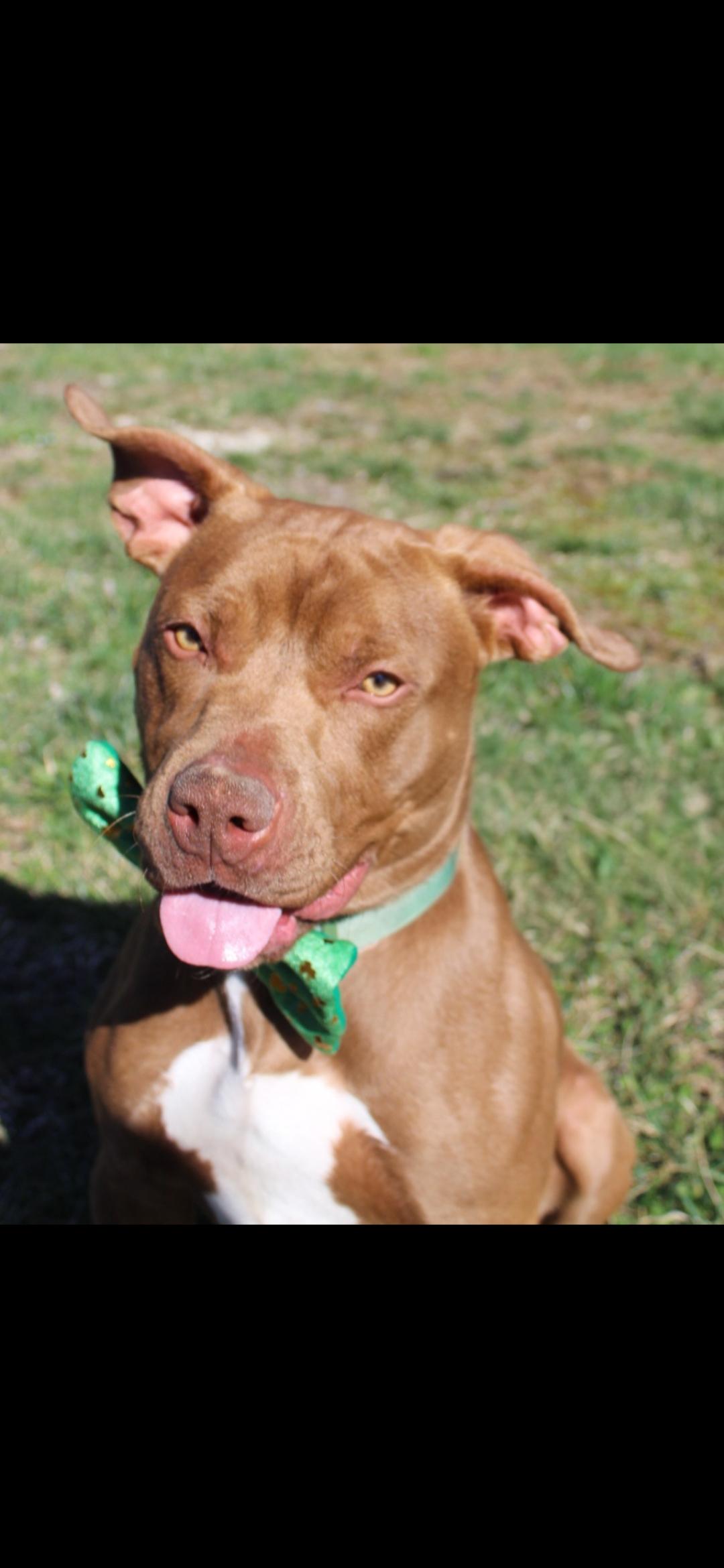 Lester, ADOPTABLE, Adult Male Pit Bull Terrier.