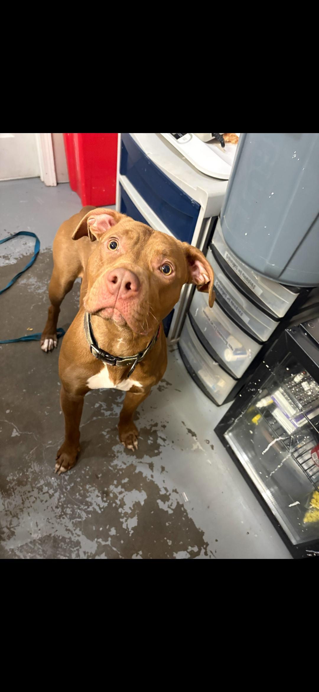 Enlarge Lester, a ADOPTABLE Pit Bull Terrier in Berea, KY image 1/1