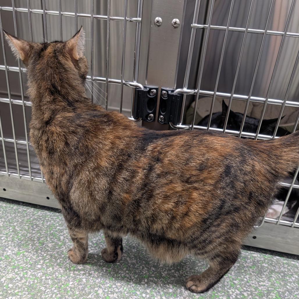Cloverbell, Adoptable, Adult Female Domestic Short Hair.