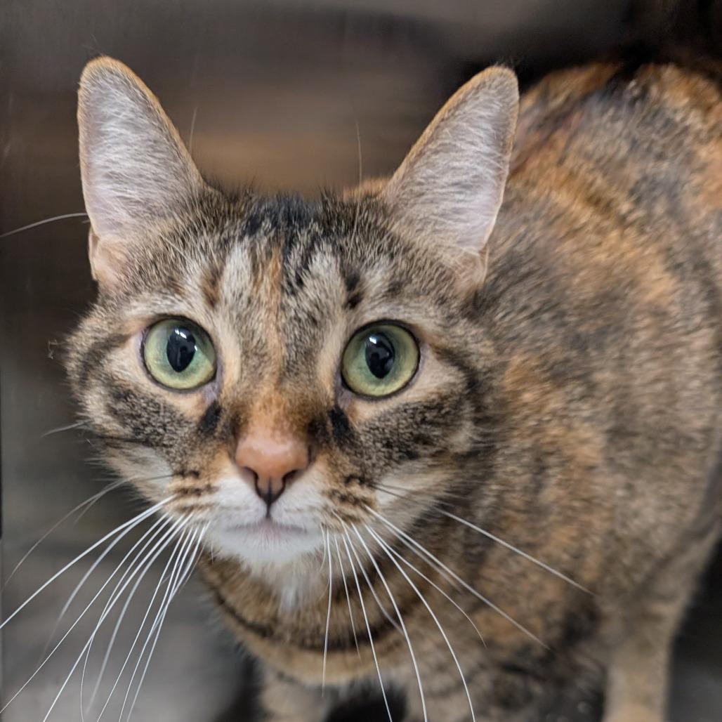 Cloverbell, a Adoptable Domestic Short Hair in Calverton, NY image 2/3