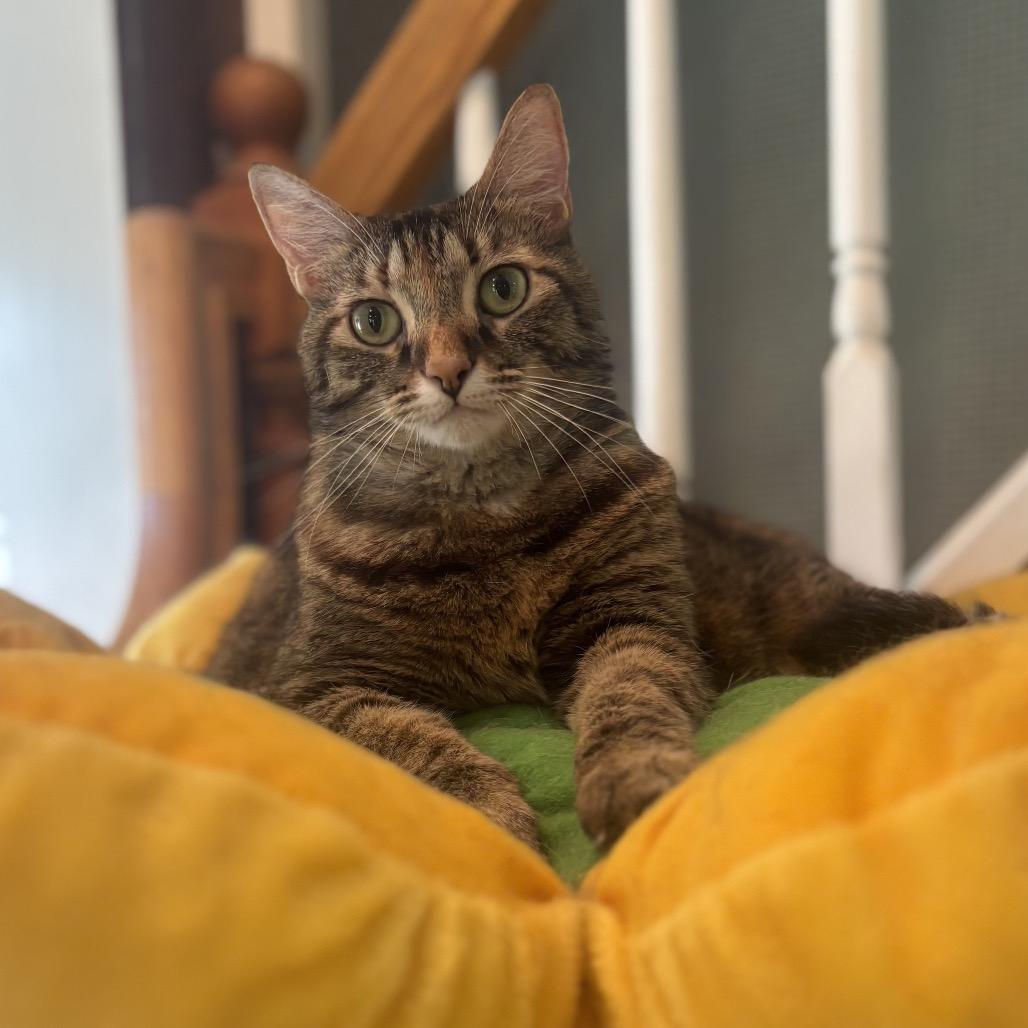 Cloverbell, a Adoptable Domestic Short Hair in Calverton, NY image 3/4