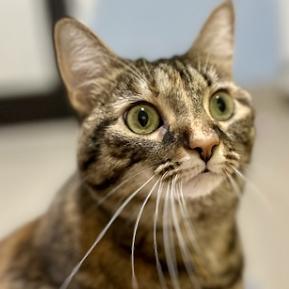 Cloverbell, a Adoptable Domestic Short Hair in Calverton, NY image 3/3