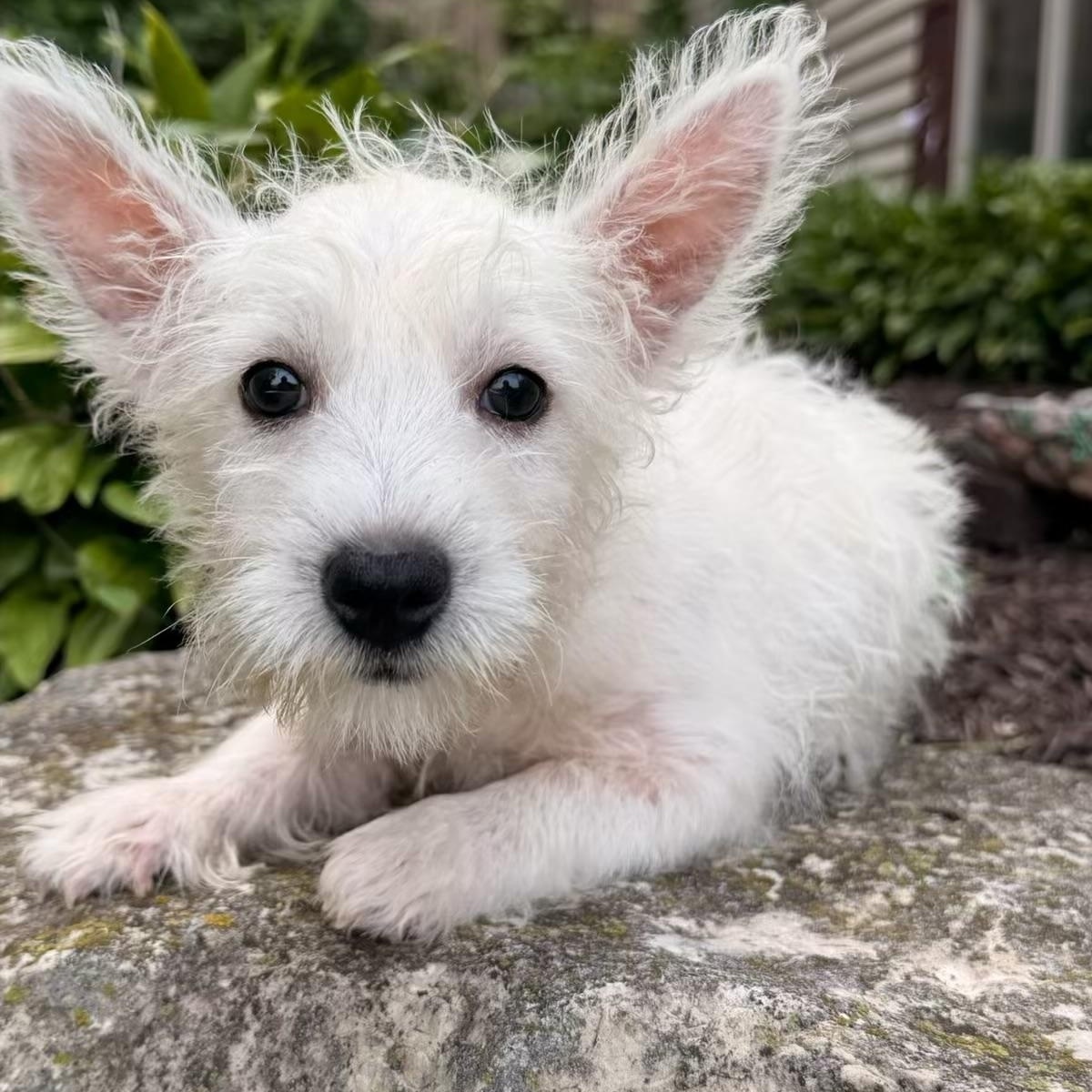 Arlo, ADOPTABLE, Puppy Male West Highland White Terrier / Westie.