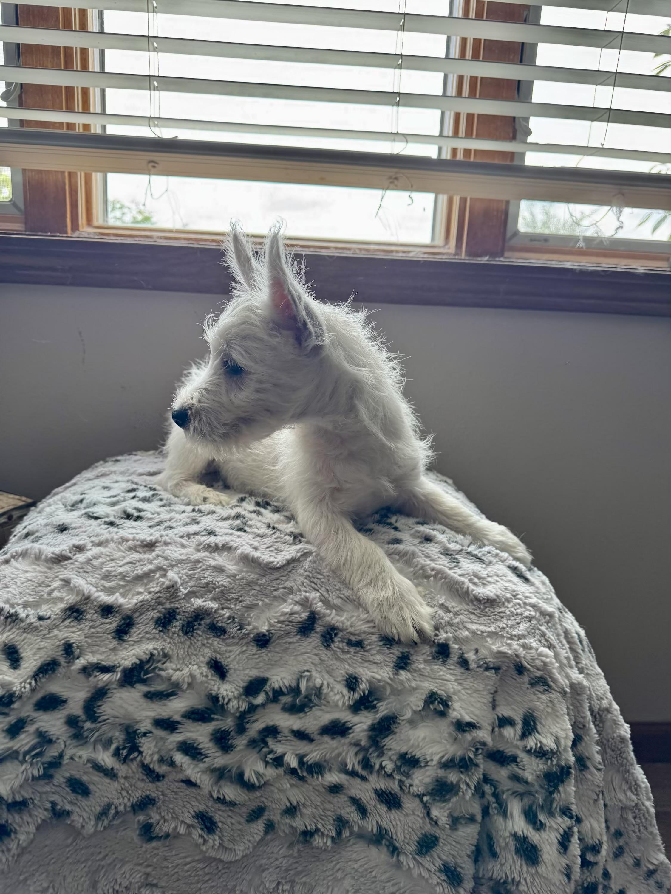 Arlo, a ADOPTABLE West Highland White Terrier / Westie in North Freedom, WI image 2/2