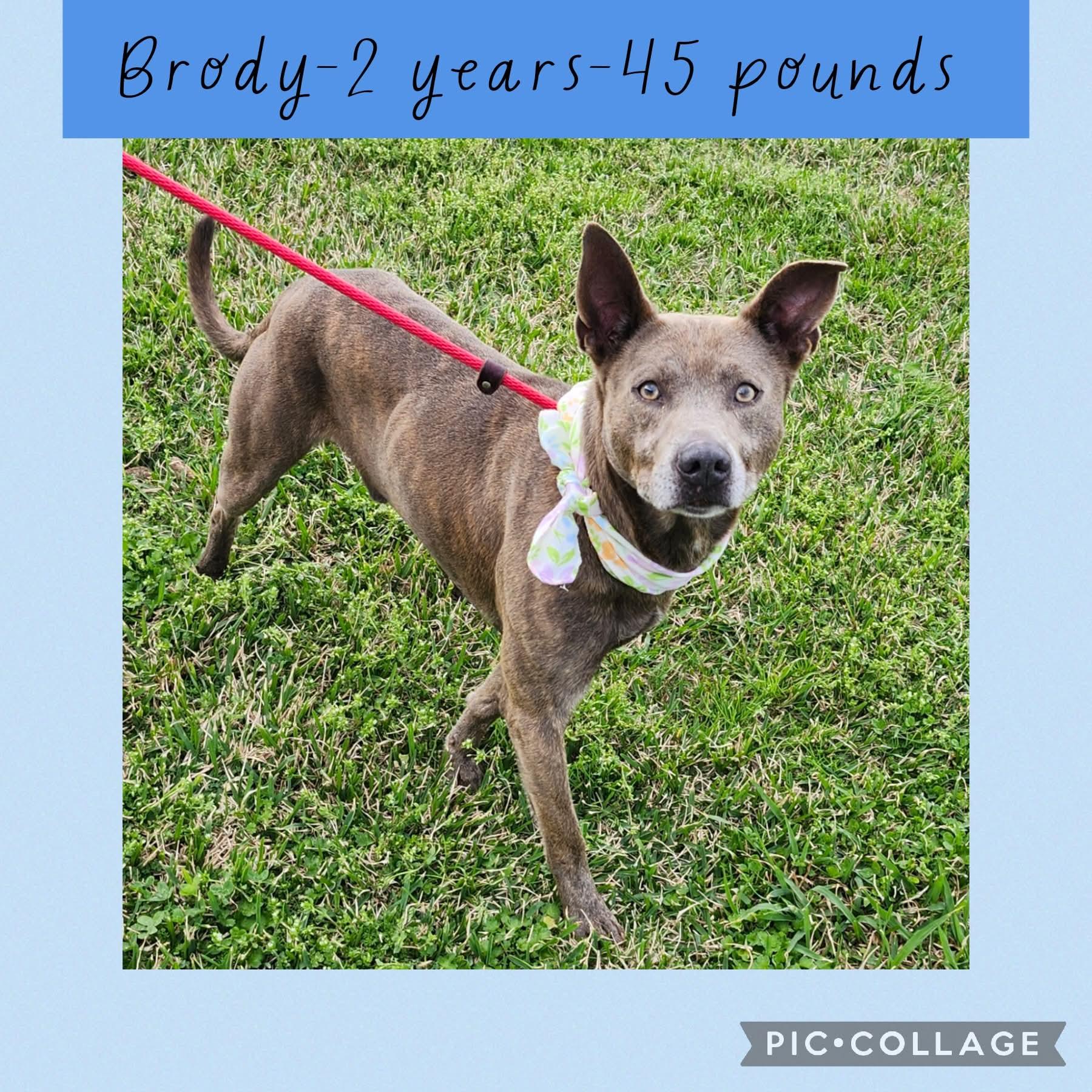 Brody, ADOPTABLE, Adult Male Terrier.