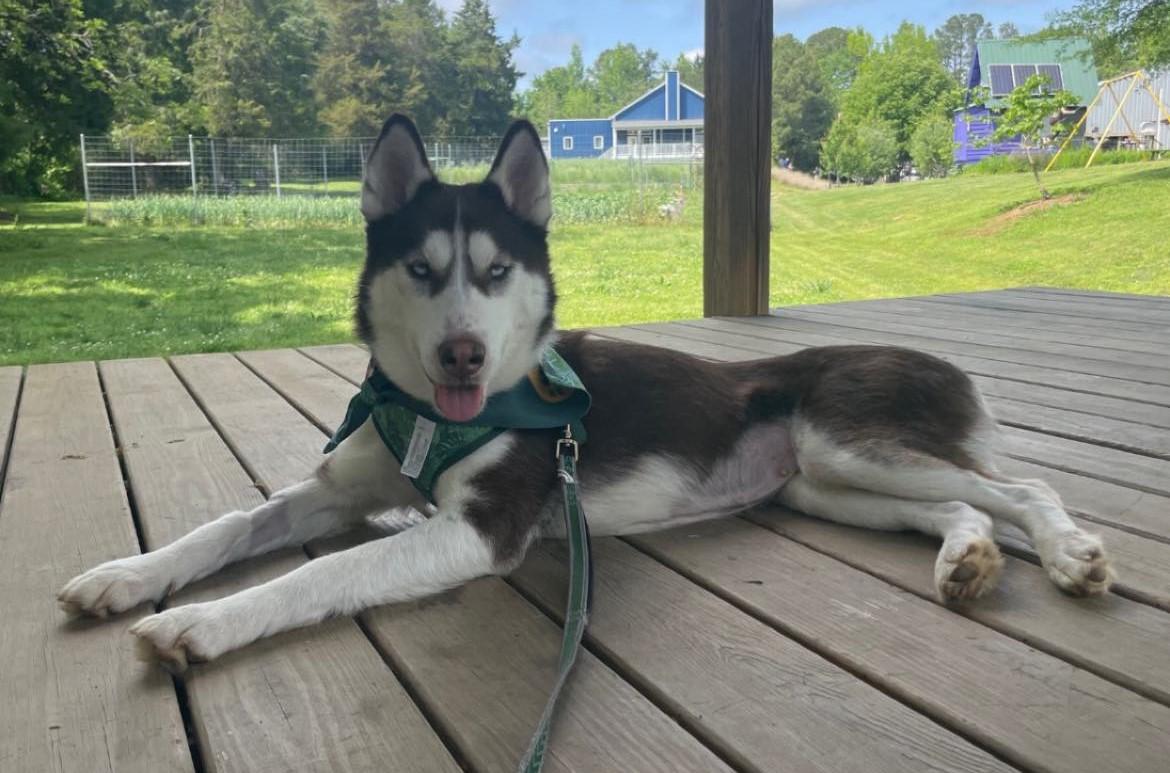 Koopa Troopa, Adoptable, Adult Female Husky.