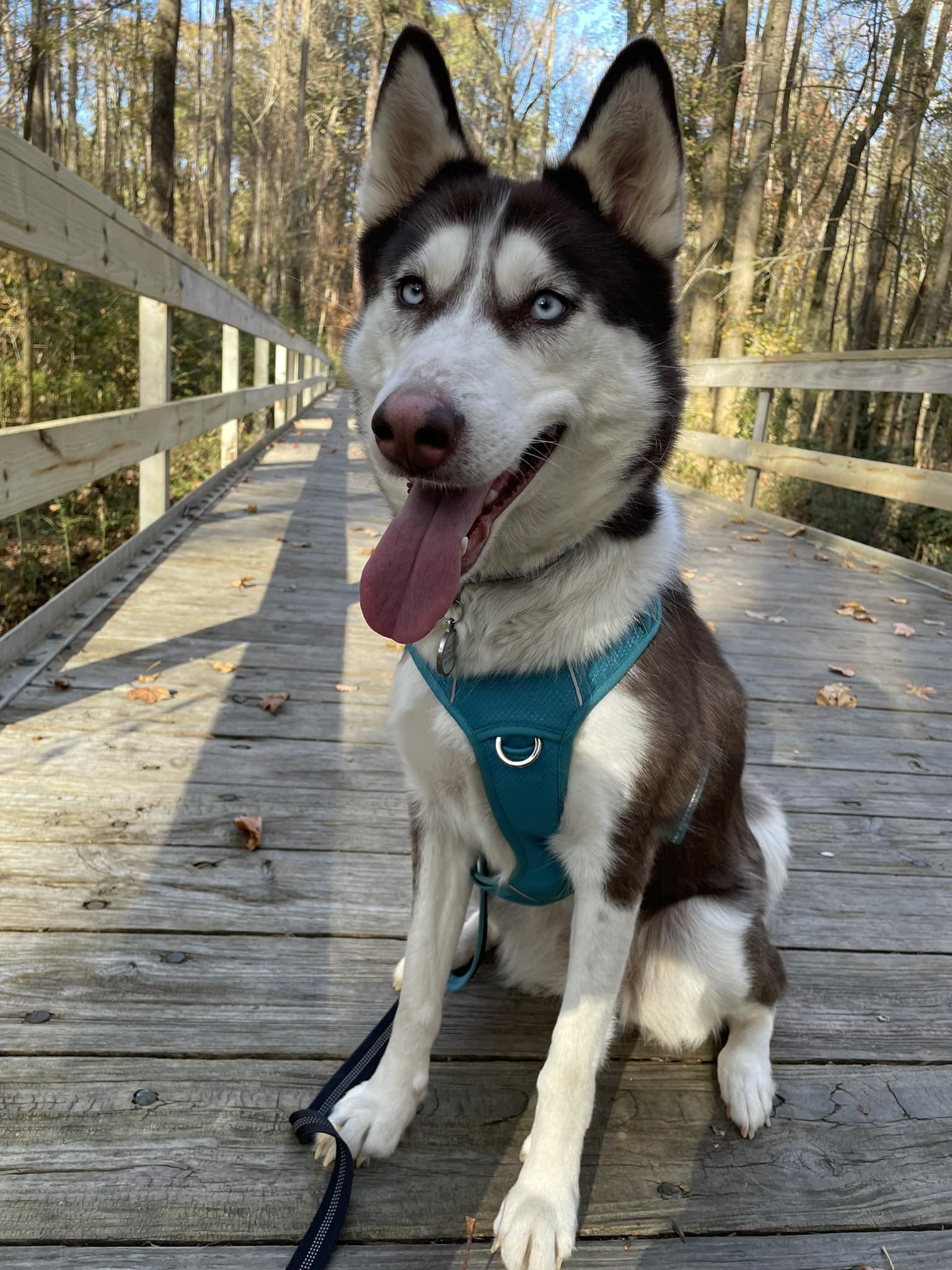 Enlarge Koopa Troopa, a Adoptable Husky in Sanford, NC image 4/6