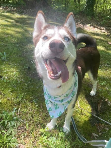 Enlarge Koopa Troopa, a Adoptable Husky in Sanford, NC image 1/6