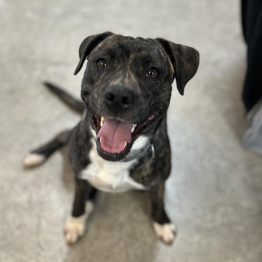 Enlarge Clover, a Adoptable Mixed Breed in Huntsville, AL image 1/1