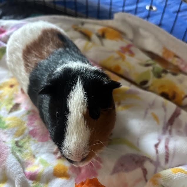 Enlarge Checkers - In Foster-See My Video!, a Adoptable Guinea Pig in Springfield, MA image 1/4