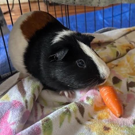 Enlarge Checkers - In Foster-See My Video!, a Adoptable Guinea Pig in Springfield, MA image 2/4