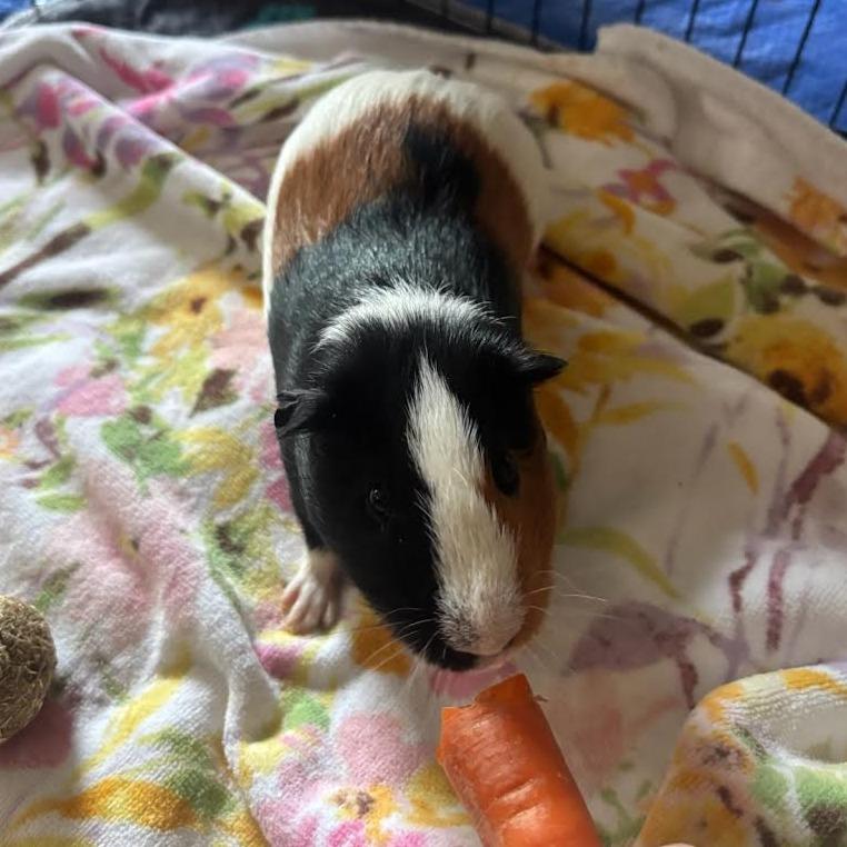 Enlarge Checkers - In Foster-See My Video!, a Adoptable Guinea Pig in Springfield, MA image 3/4