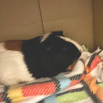 Enlarge Checkers - In Foster-See My Video!, a Adoptable Guinea Pig in Springfield, MA image 4/4