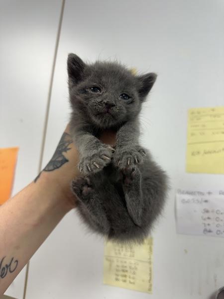 Lilo, Adoptable, Kitten Male Domestic Short Hair.