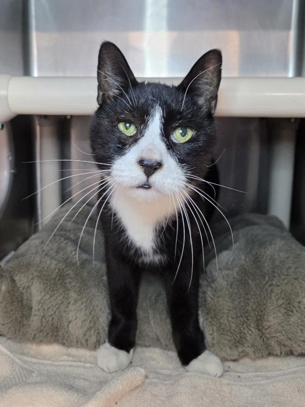 Domino, Adoptable, Senior Male Domestic Short Hair.