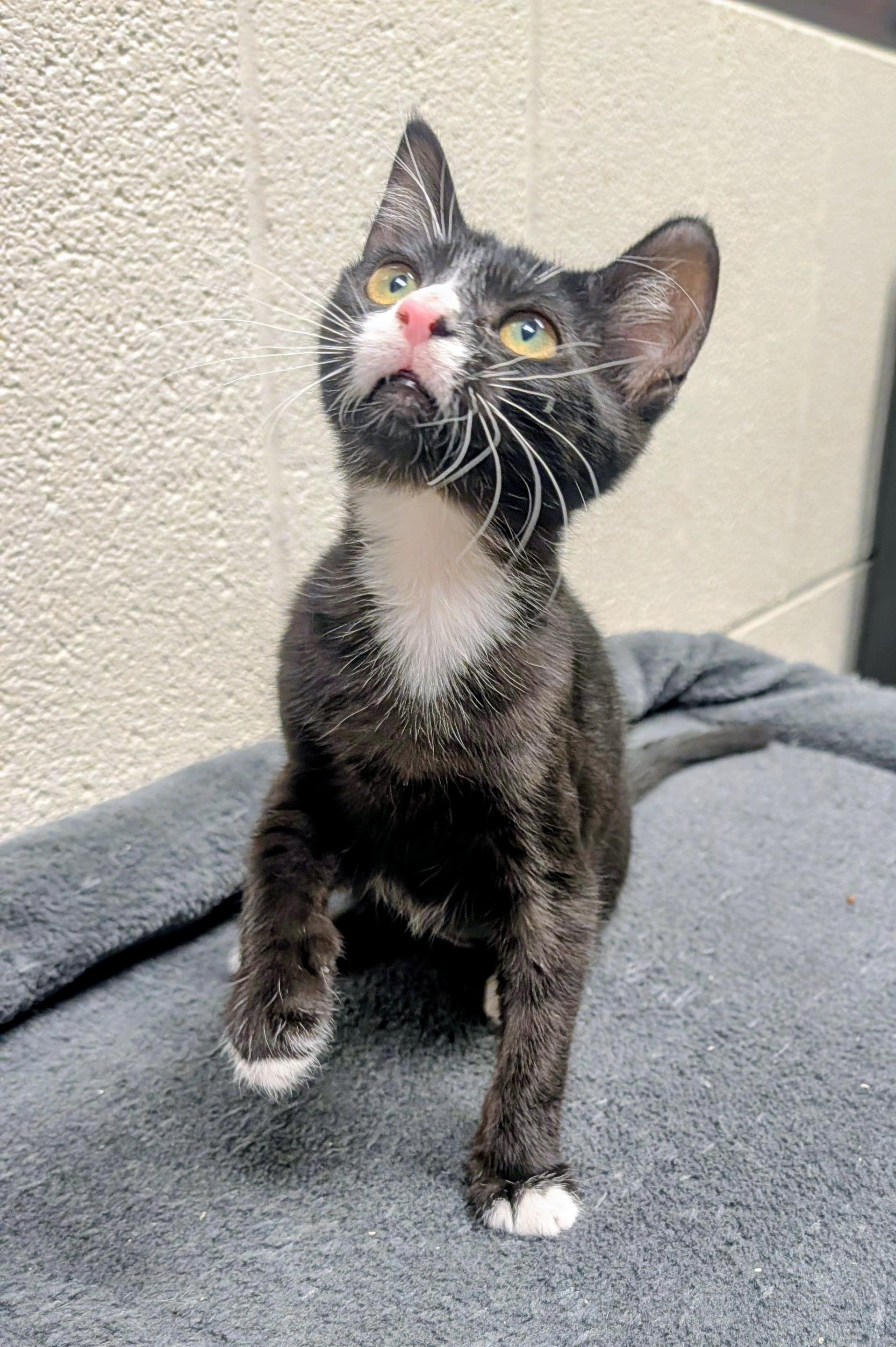 Chili, adopted, Young Female American Shorthair.