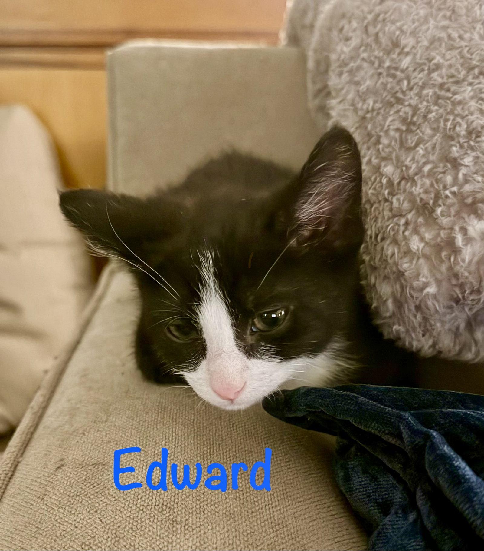 Edward, a Adopted Domestic Short Hair in Reston, VA image 1/3