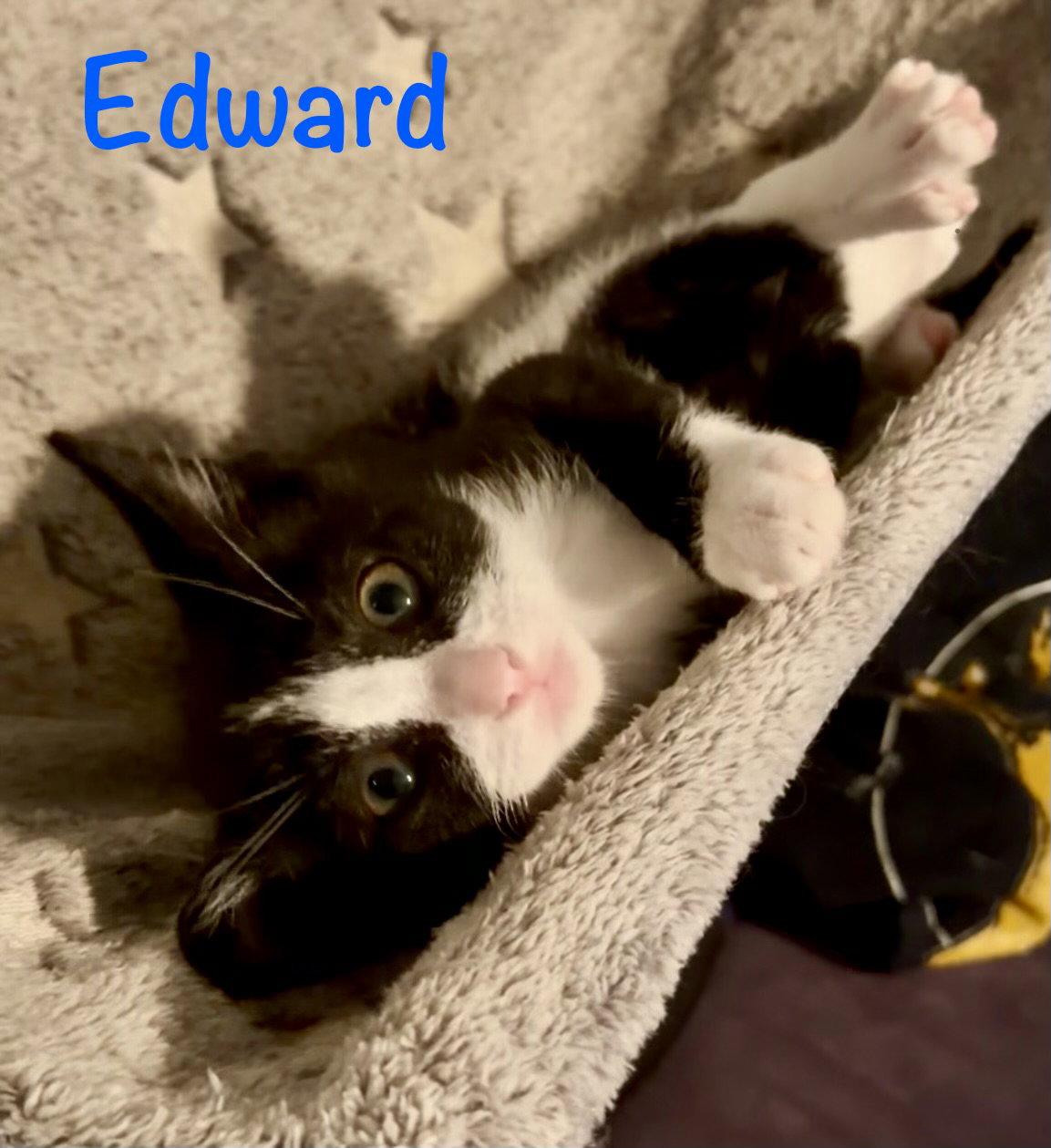 Edward, a Adopted Domestic Short Hair in Reston, VA image 2/3