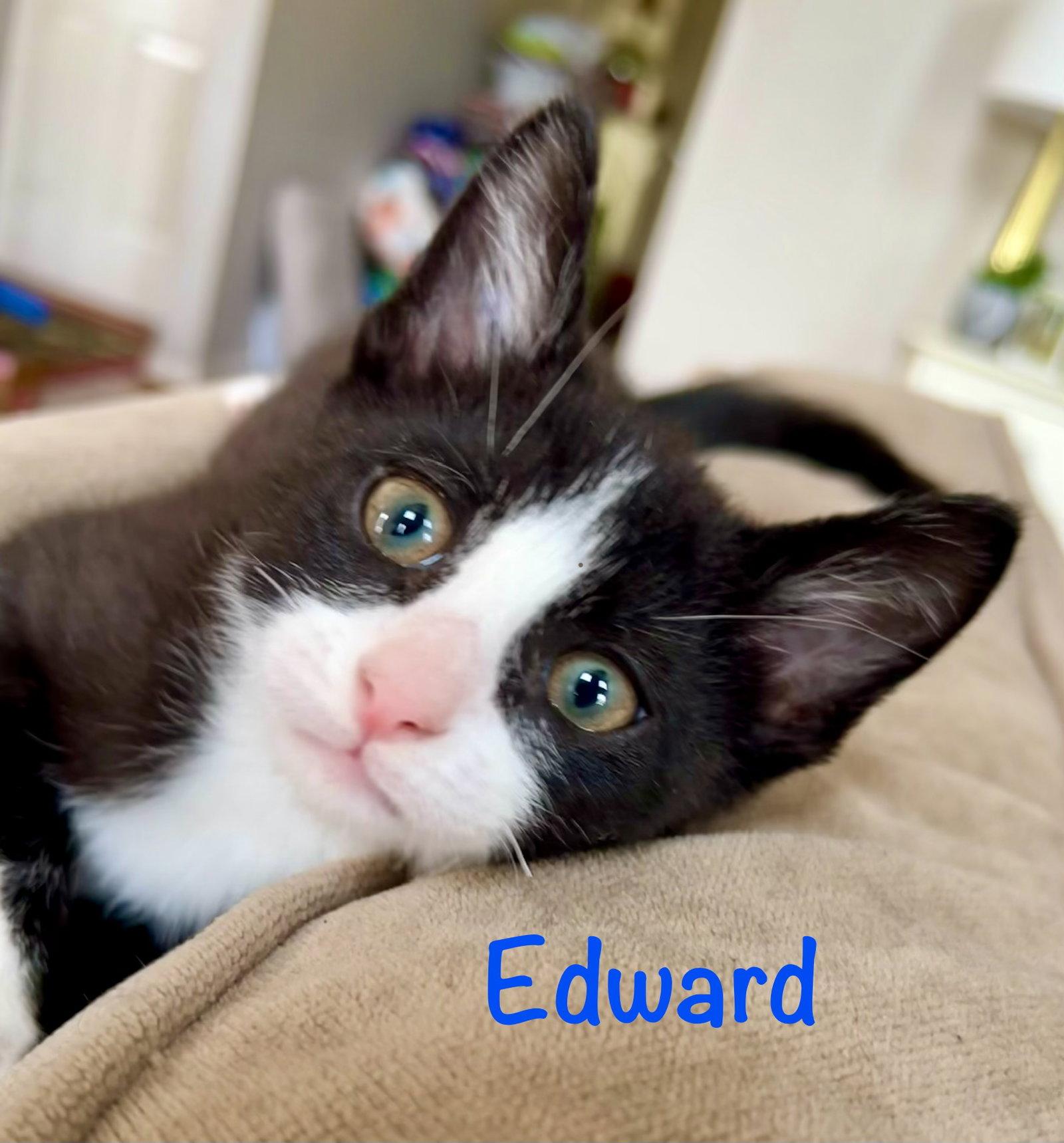 Edward, a Adopted Domestic Short Hair in Reston, VA image 3/3